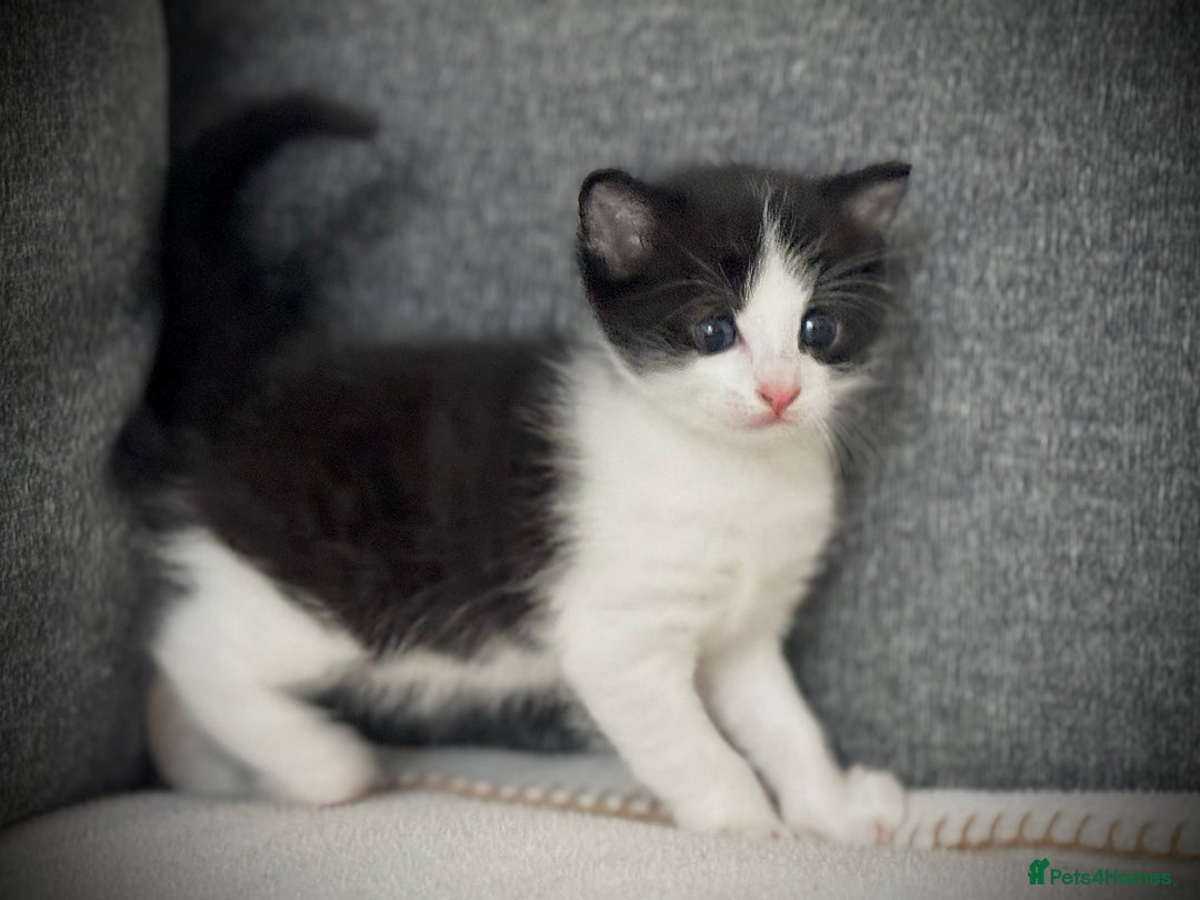 Mixed Breed cats for sale: 🌟 Exquisite Ragdoll × Bengal Kittens 🌟 - Advert 26