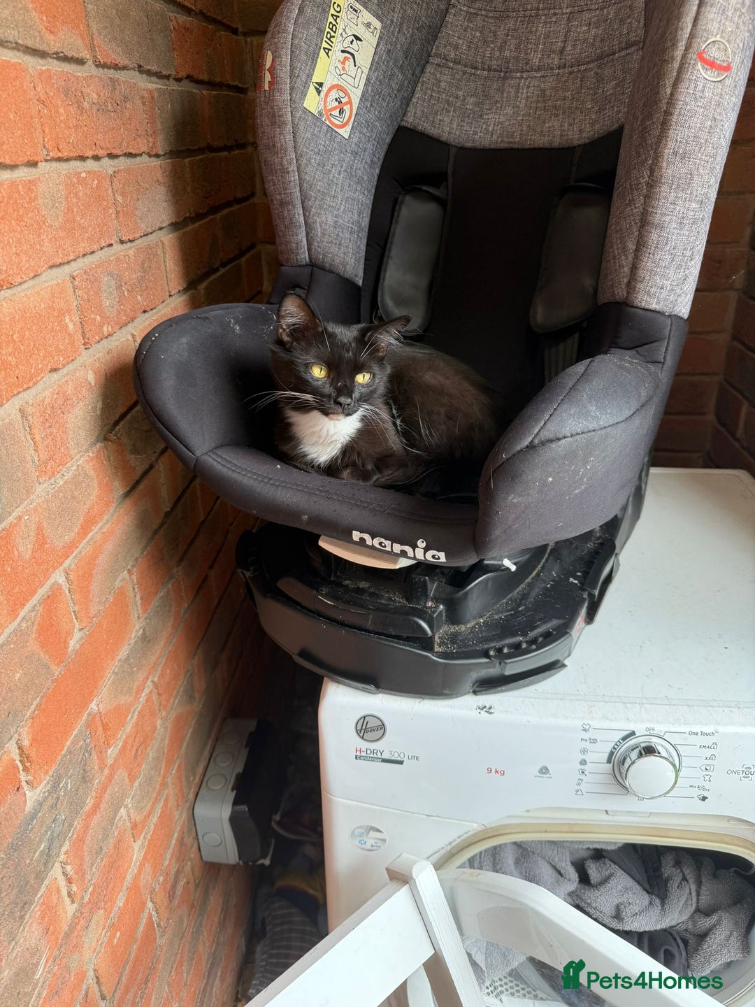 Mixed Breed cats for sale: Tabby cat and black and white cat looking for home - Advert 1