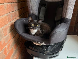 Mixed Breed cats Tabby cat and black and white cat looking for home - Advert 2