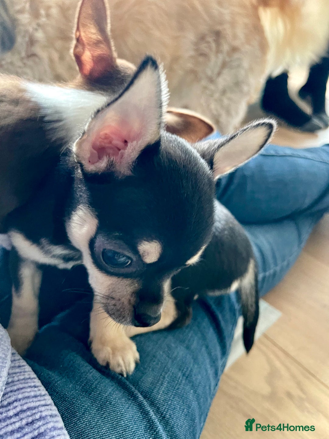 Chihuahua dogs for sale: KC Chihuahuas 🇬🇧 bloodline 5 🌟 - Advert 5