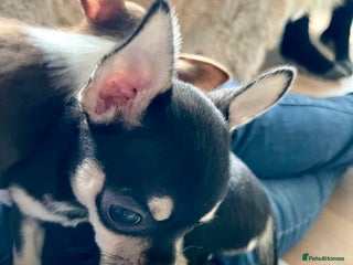 Chihuahua dogs KC Chihuahuas 🇬🇧 bloodline 5 🌟 - Advert 7