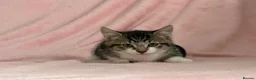 Mixed Breed cats for sale: Litter of 6 Kittens  - Advert 21