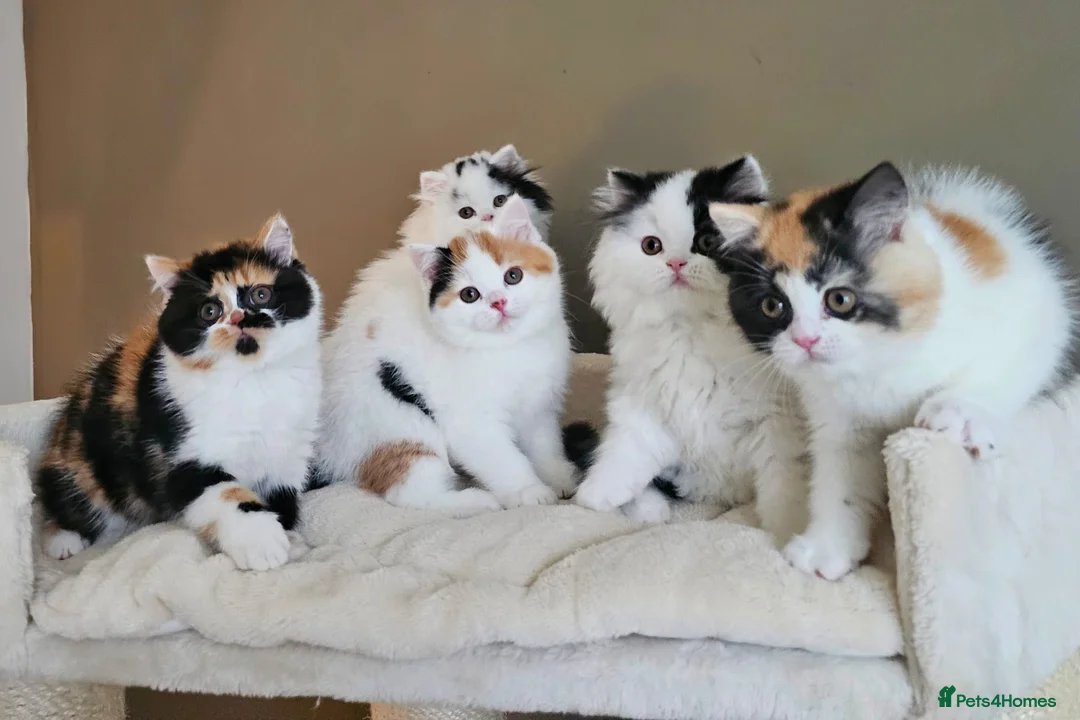 British Shorthair cats for sale: World class British Shorthair & Longhair kittens - Advert 1