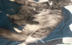 Maine Coon cats for sale: Beautiful Maine coon  - Image 3
