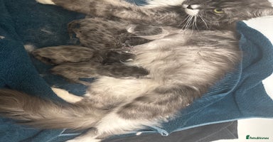 Maine Coon cats - Advert 4