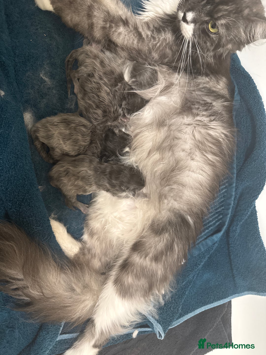 Maine Coon cats for sale: Beautiful Maine coon  - Image 3