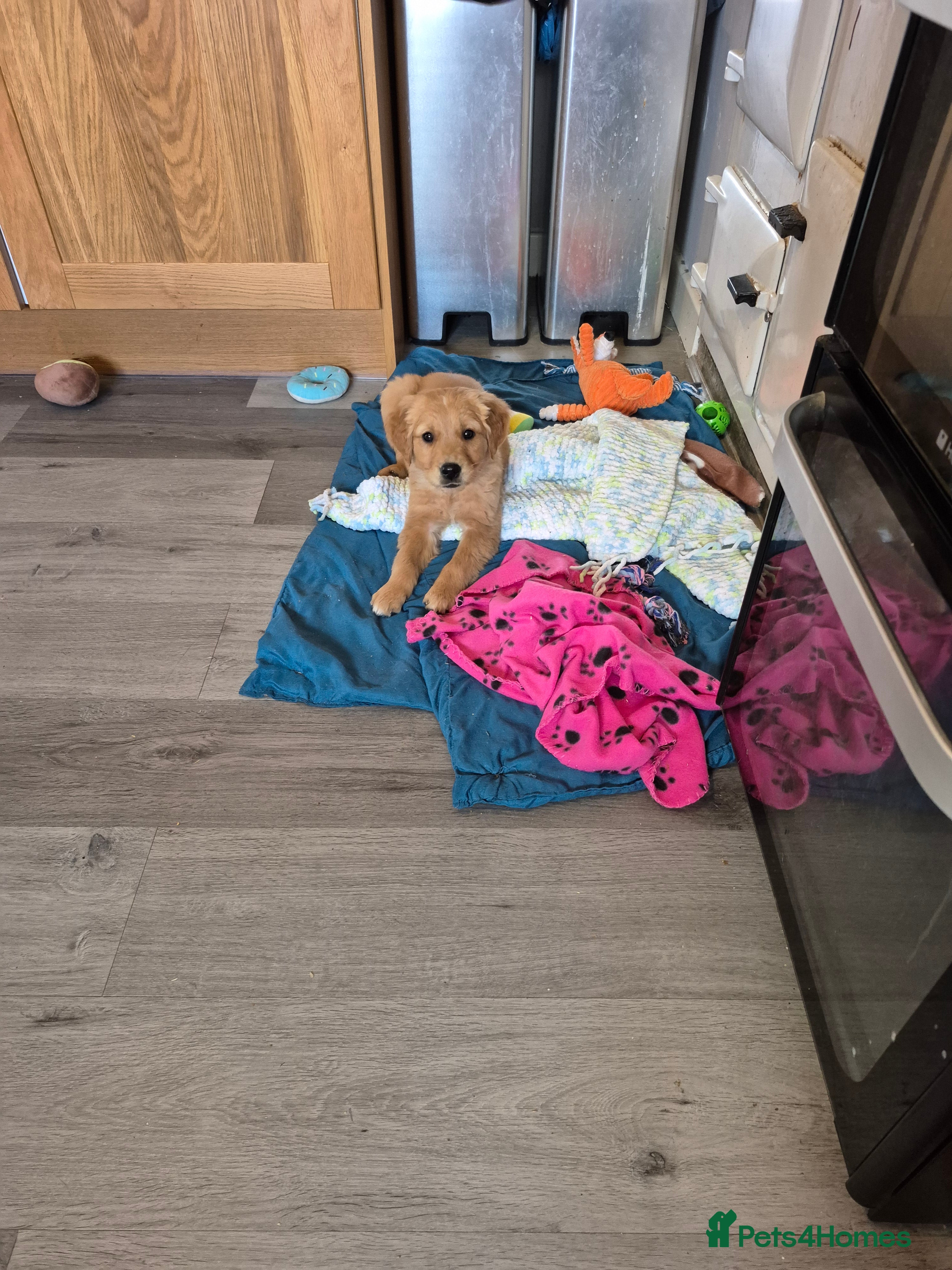 Golden Retriever dogs The sweetest KC reg boy looking for the best home - Advert 12