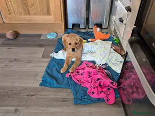 Golden Retriever dogs The sweetest KC reg boy looking for the best home - Advert 12