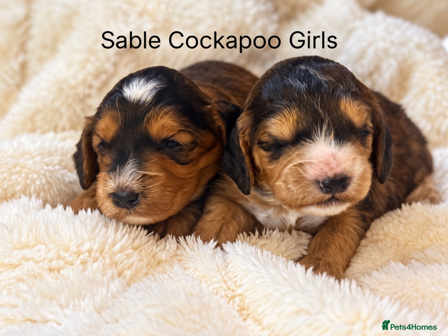Cockapoo dogs Stunning red sable and red F1 Cockapoo’s - Advert 2