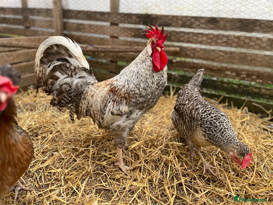 Chickens poultry for sale: Cream legbar, chicks, growers, pullers, hens  - Advert 2