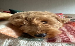 Cockapoo dogs for sale: Stunning cockapoos - Image 4