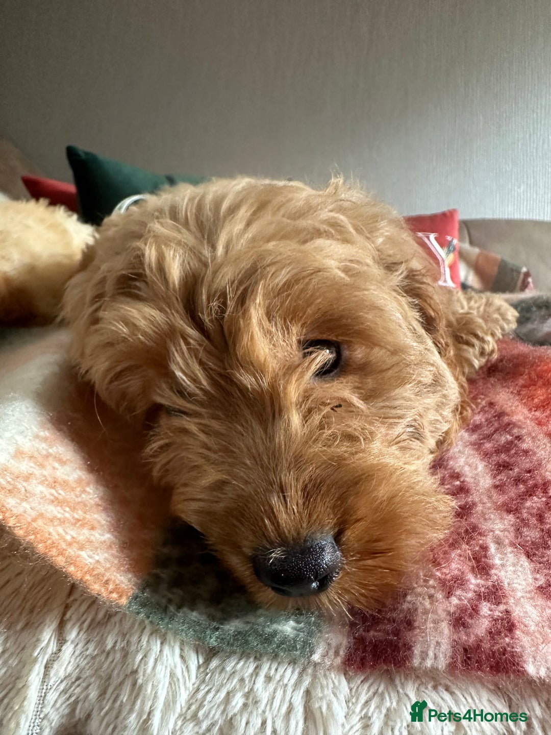 Cockapoo dogs for sale: Stunning cockapoos - Image 4
