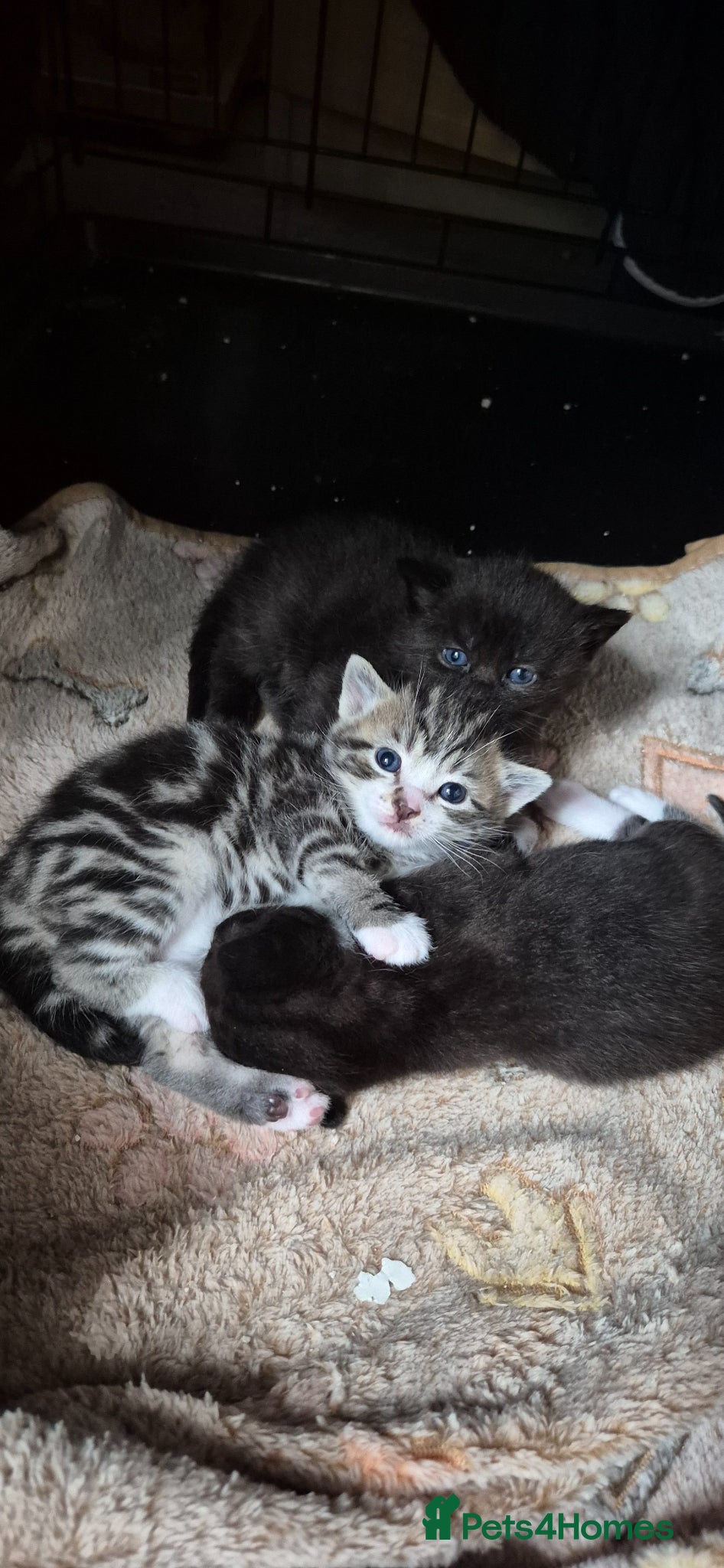 Mixed Breed cats Bengal cross kittens  - Advert 13