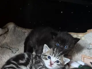 Mixed Breed cats Bengal cross kittens - Advert 13