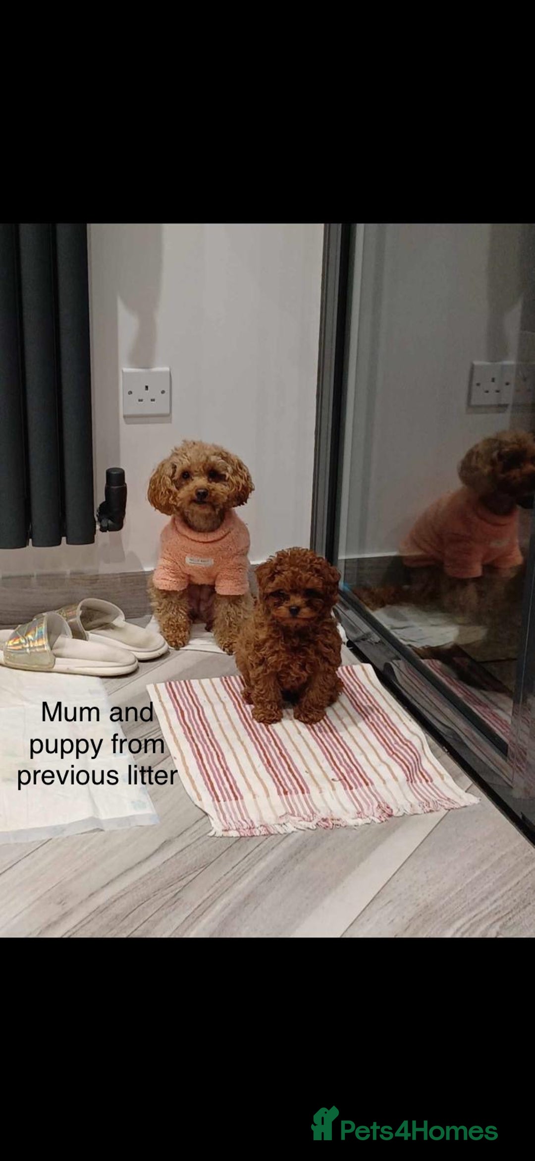 Toy Poodle dogs for sale: Tiny red toy poodles  - Image 8