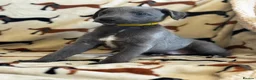Whippet dogs for sale: Kennel club registered whippets  - Advert 10