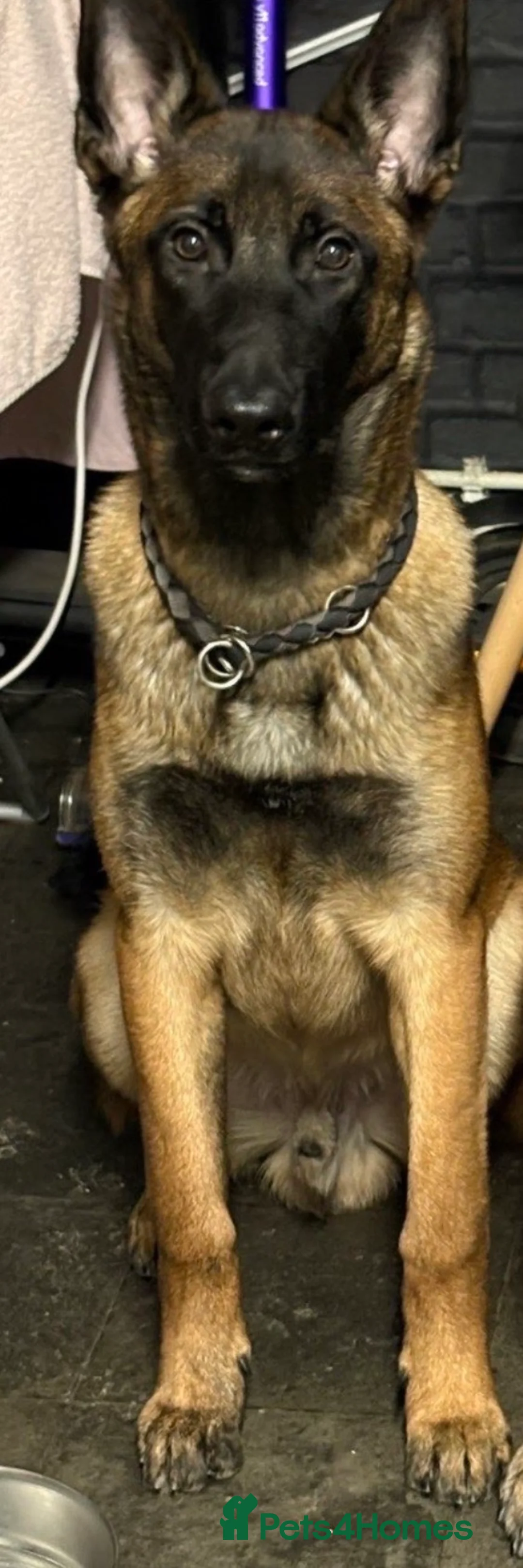 Belgian Shepherd Dog dogs for sale: Kilo  in Coventry - Advert 2