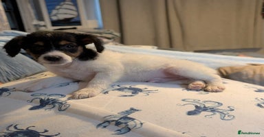 Mixed Breed dogs - Advert 7
