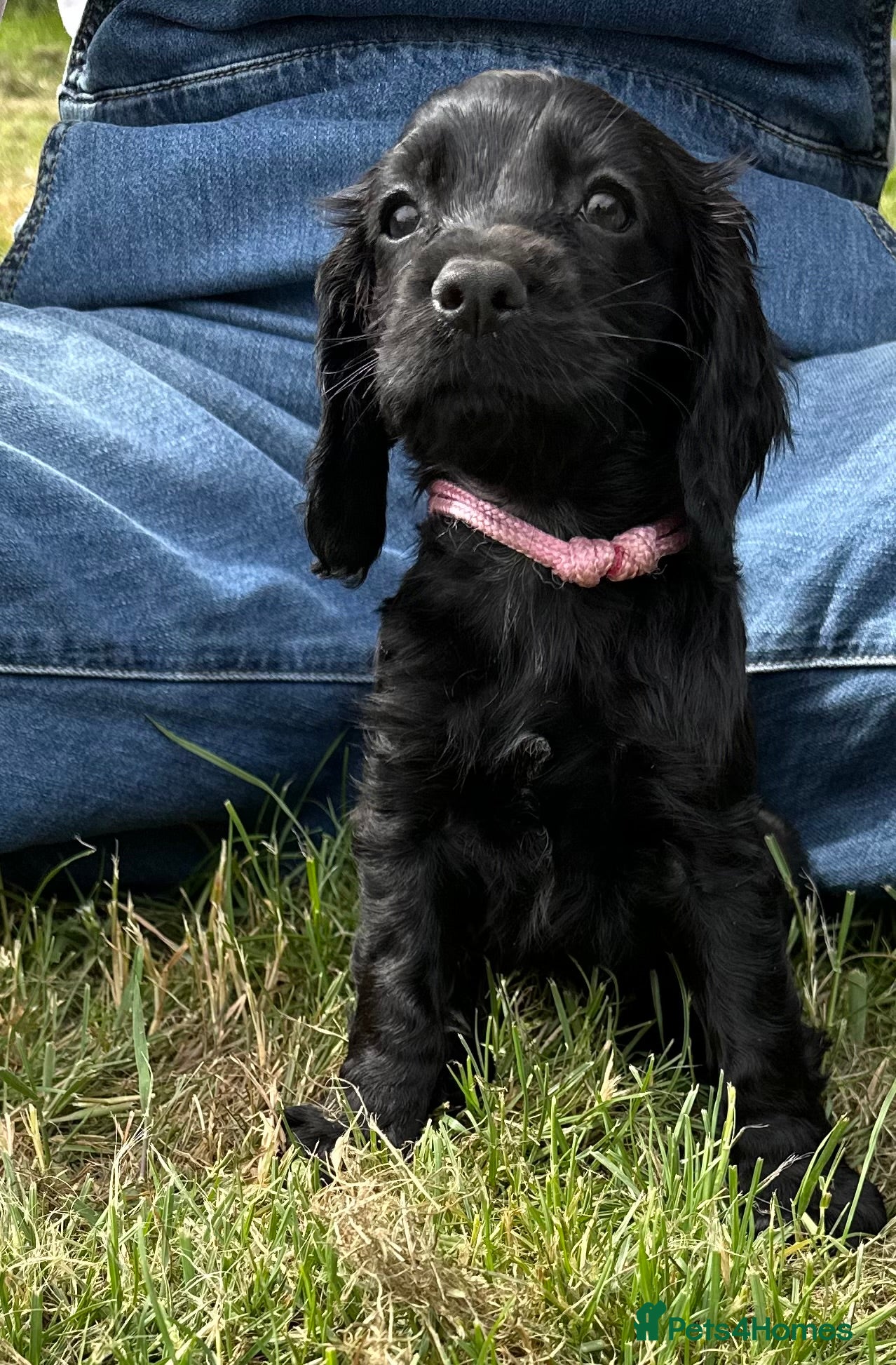 Cocker Spaniel dogs Working cocker spaniel’s - Advert 2