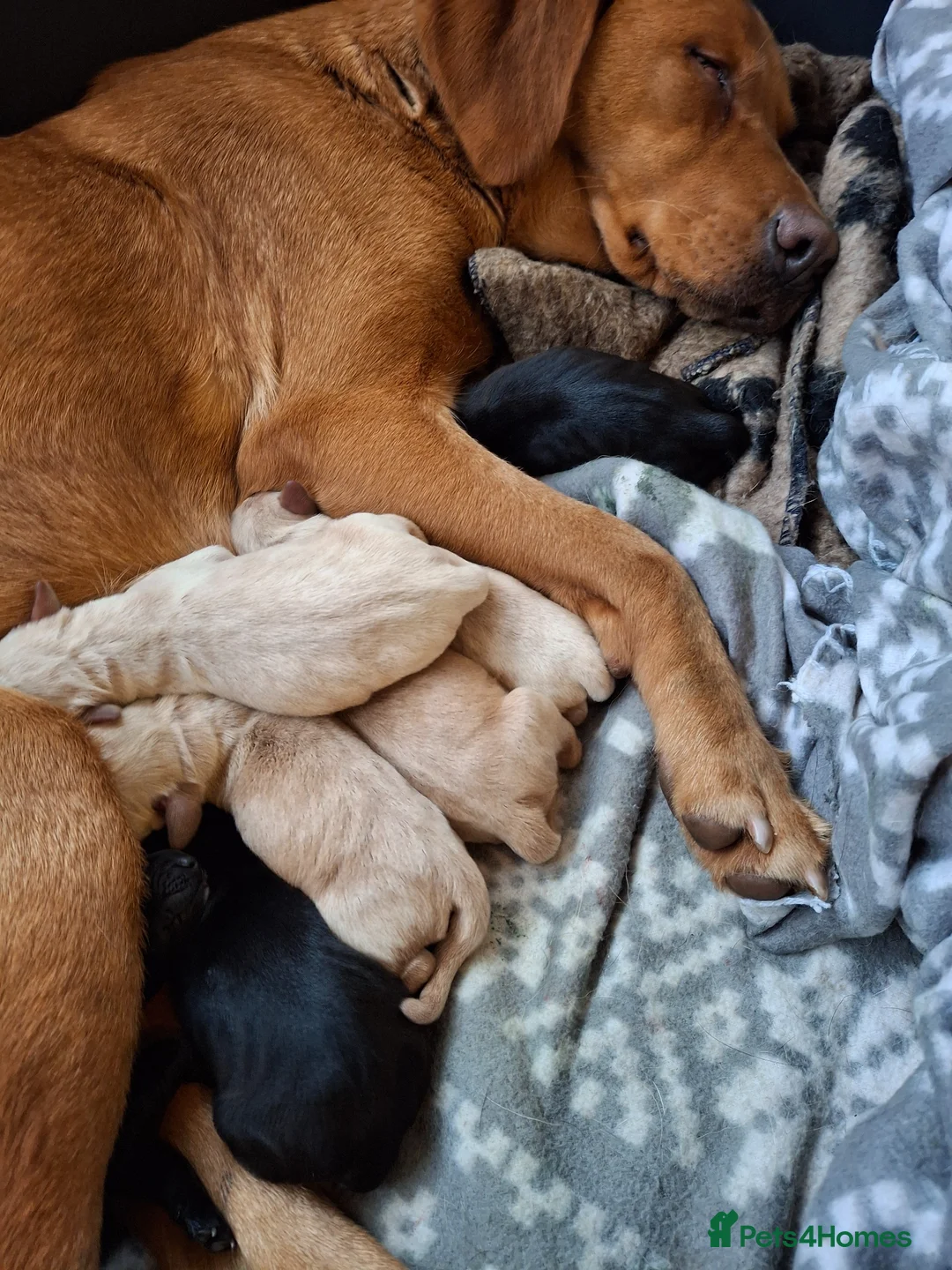 Cockerdor dogs for sale: Adorable litter of F1 Cockador puppies  - Advert 2