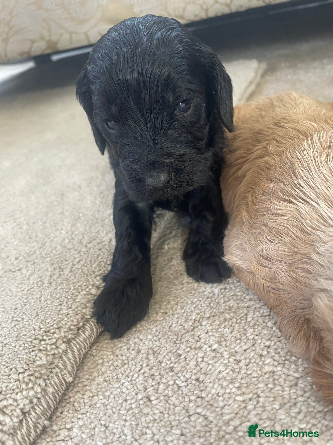 Cockapoo dogs for sale: F1 cockapoo puppies - Image 18