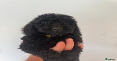 Cockapoo dogs - Advert 9