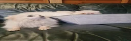 Pomeranian dogs for sale: Beautiful snow white Pomeranian puppy's  in Warrington - Advert 9