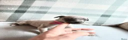 Whippet dogs for sale: Exceptional litter of KC whippets  in Shrewsbury - Advert 22