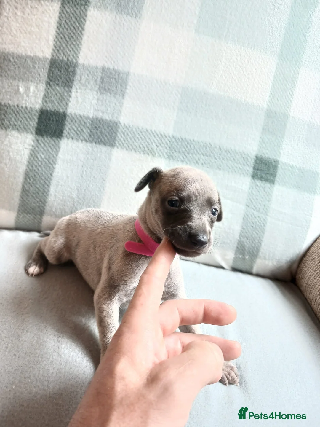 Whippet dogs for sale: Exceptional litter of KC whippets - Advert 37