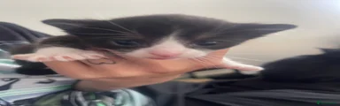 Beans