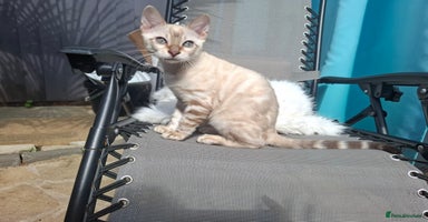 Bengal cats - Advert 16
