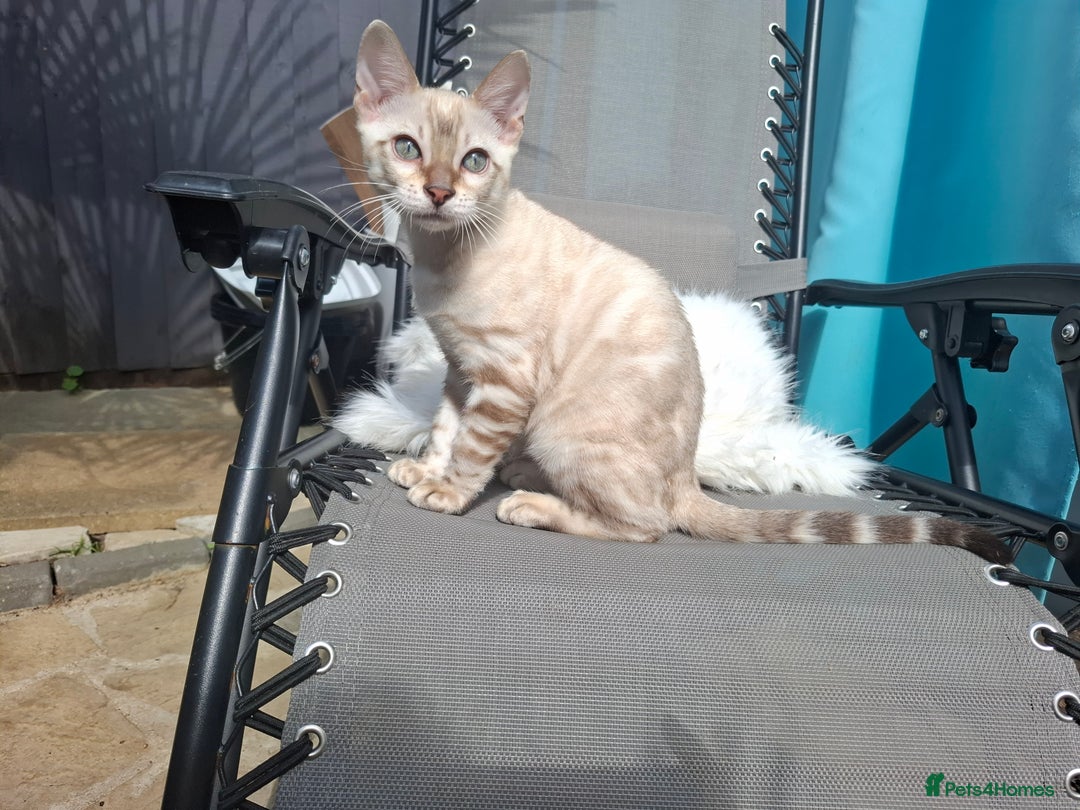 Bengal cats for sale: Prenium TICA registered Bengal Kittens - Image 6