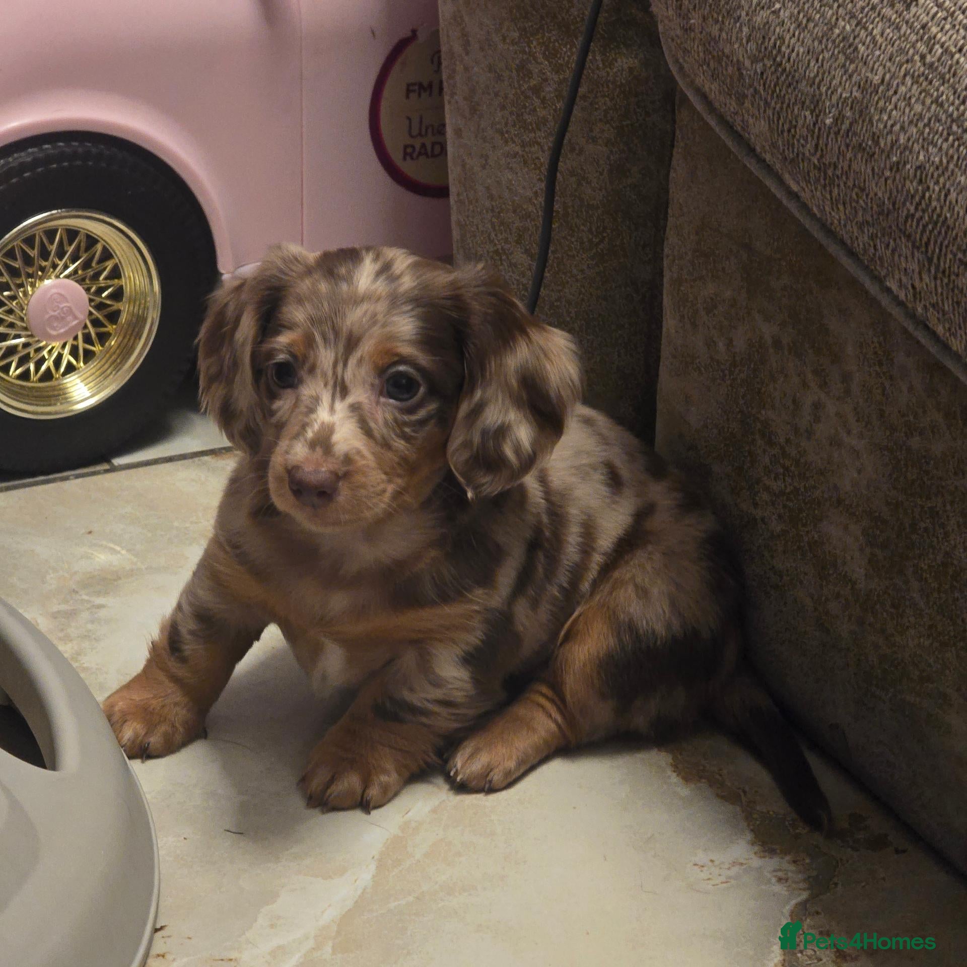 Miniature Dachshund dogs Gorgouse dachsunds  - Advert 22