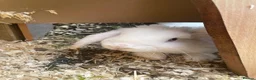 Mini Lop rabbits for sale: CUTE white rabbit - Advert 5