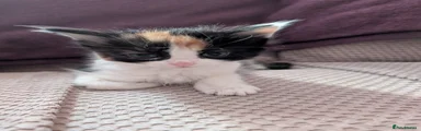 Mixed Breed 5