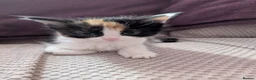Mixed Breed cats for sale: 6 beautiful kittens for sale - Advert 4