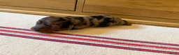 Miniature Dachshund dogs for sale: KC Long Haired Miniature Dachshund Puppies - Advert 22