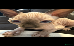 Sphynx cats for sale: sphynx canadian kittens ready to leave now  - Image 25