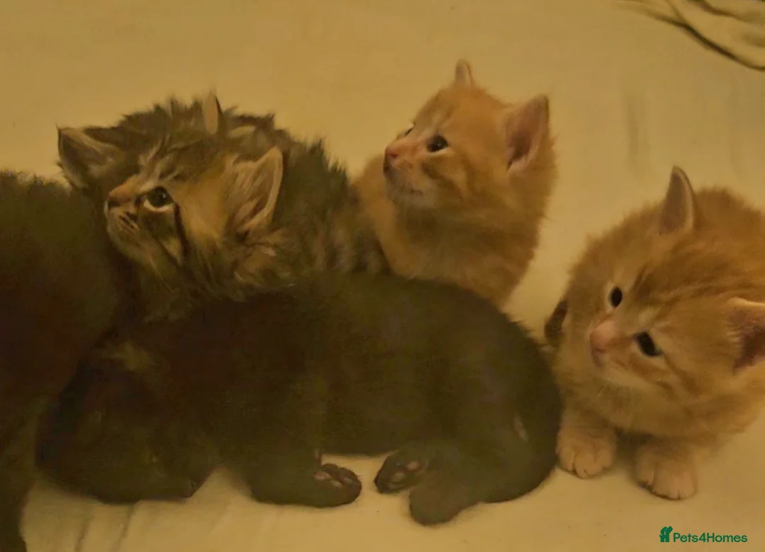 Mixed Breed cats for sale: Elven Bengal Mixes - Advert 26