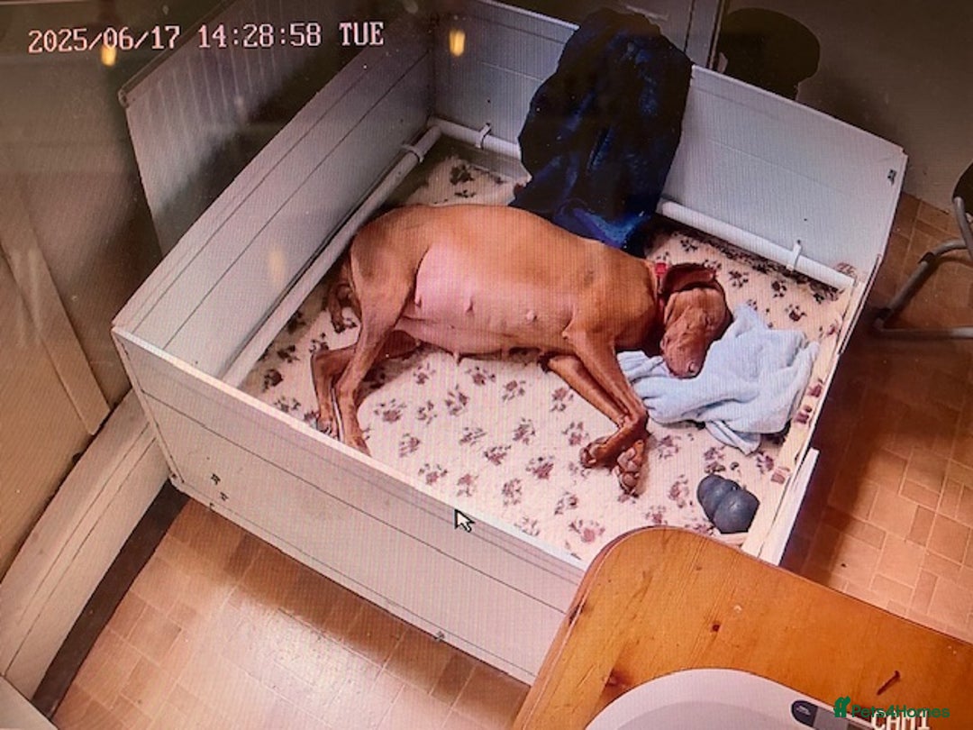 Hungarian Vizsla dogs for sale: Exceptional KC registered Hungarian Vizsla Litter - Image 18