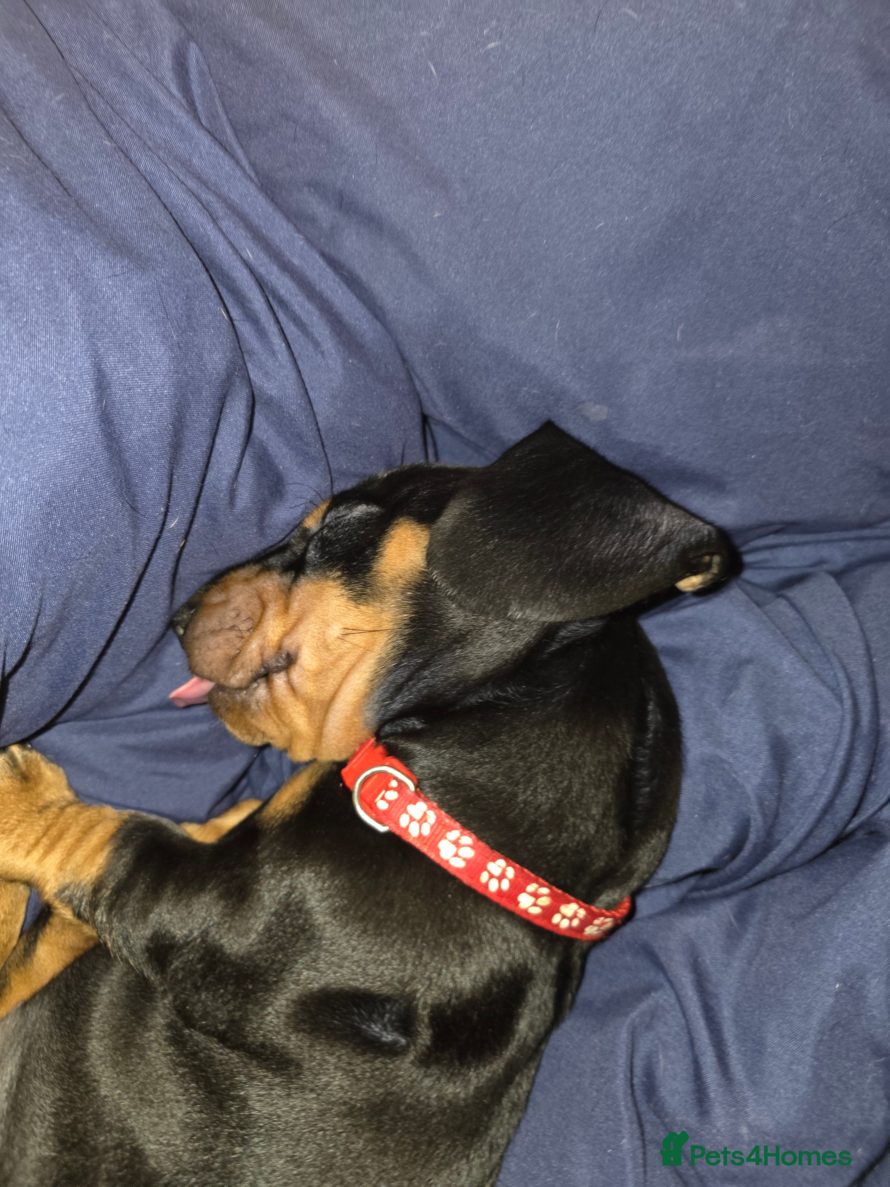 Dachshund dogs Stunning Standard Smooth hair Dachshund Puppies. - Advert 2