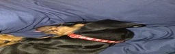 Dachshund dogs for sale: Stunning Standard Smooth hair Dachshund Puppies. - Advert 2