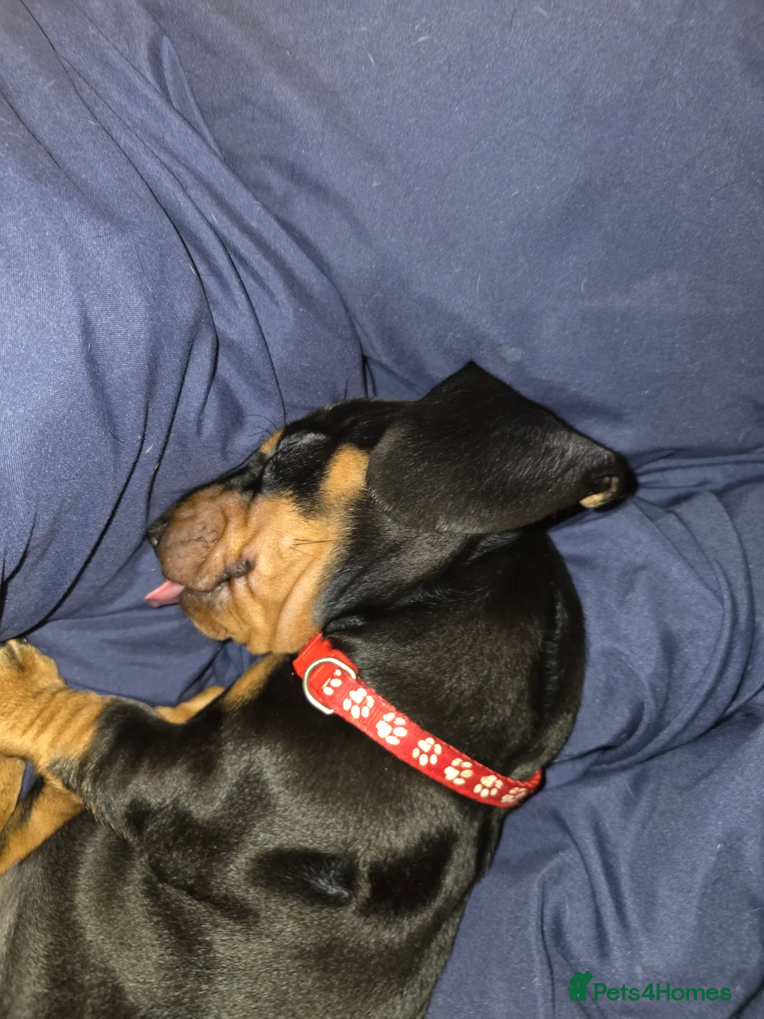 Dachshund dogs for sale: Stunning Standard Smooth hair Dachshund Puppies. - Advert 2