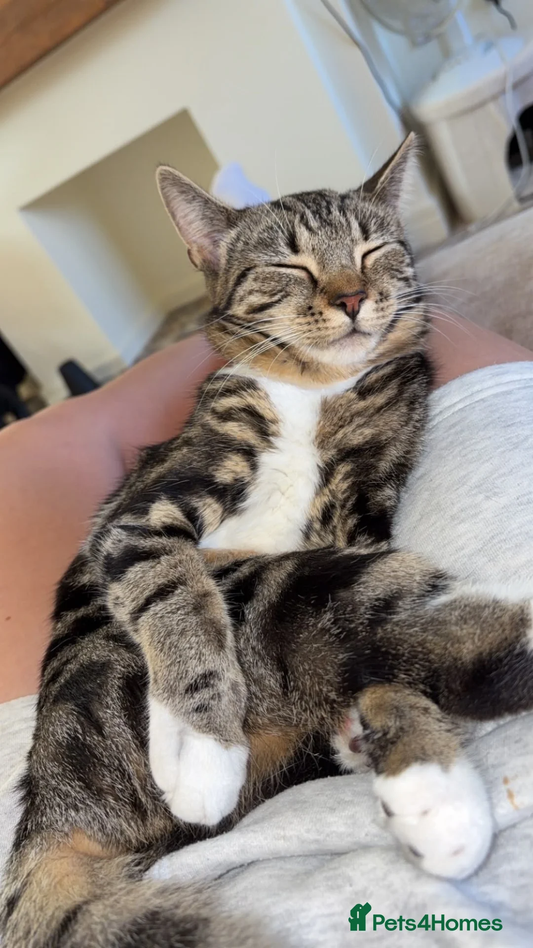 Domestic Shorthair cats for sale: Female tabby cat for sale  in Wolverhampton - Advert 4
