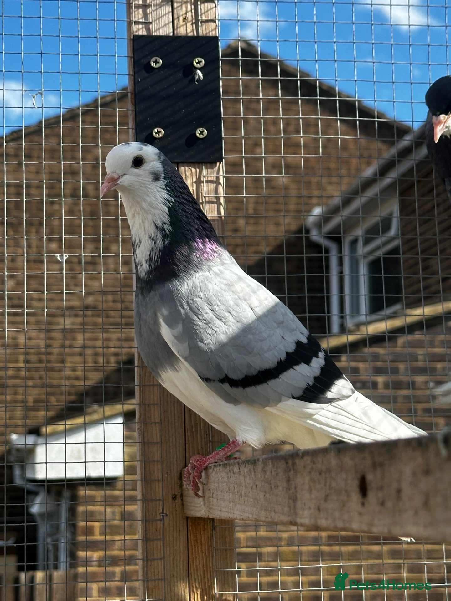 Pigeons birds Birmingham rollers for sale  - Advert 3