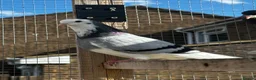 Pigeons birds for sale: Birmingham rollers for sale  - Advert 1