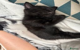 Mixed Breed cats for sale: One male and female kitten - Image 3