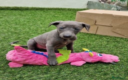 Whippet dogs for sale: Adorable whippet puppies  - Image 3