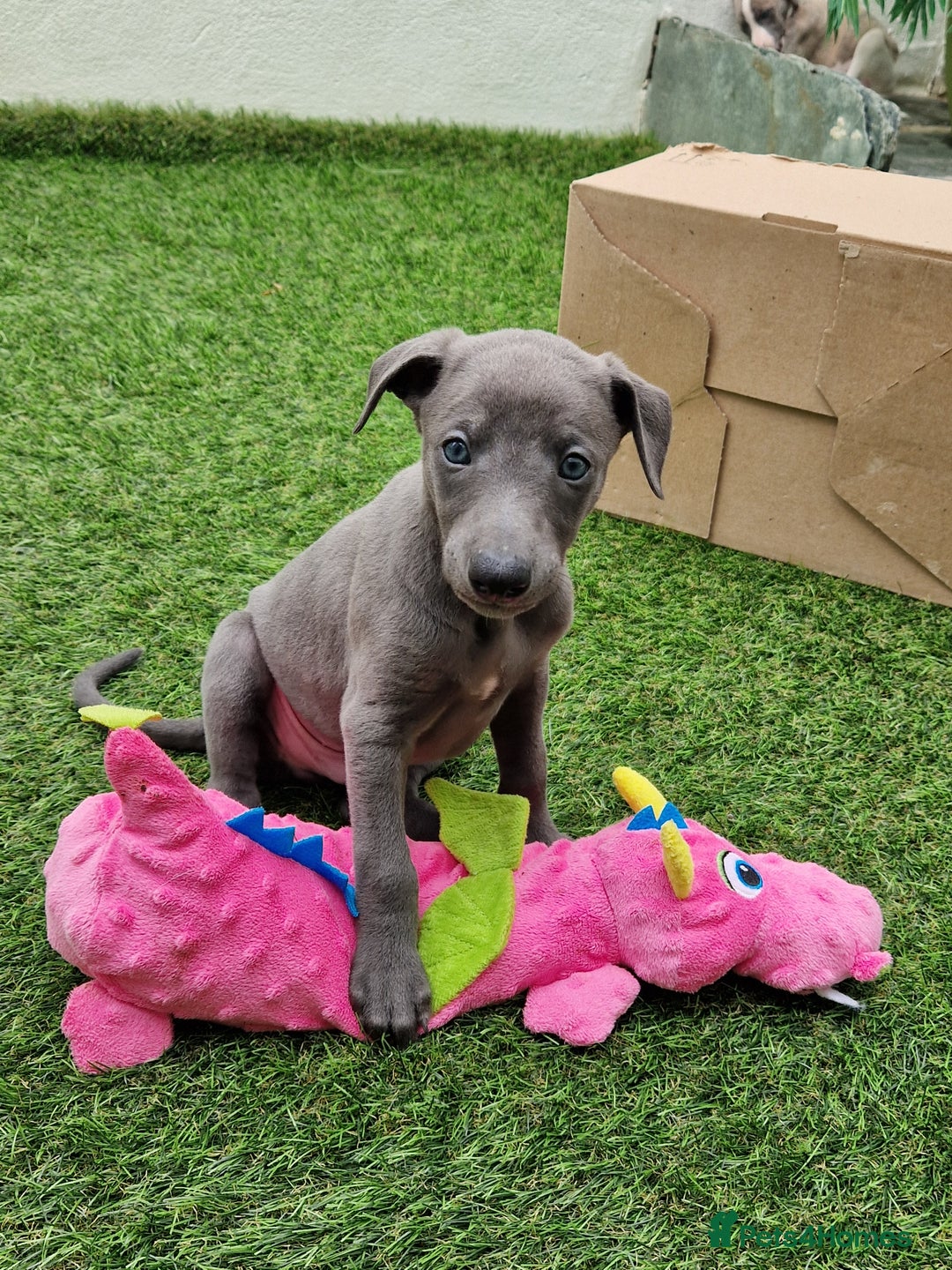Whippet dogs for sale: Adorable whippet puppies  - Image 3