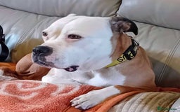 Mixed Breed dogs for adoption: Gorgeous Luna needs a special home 😘 - Image 3